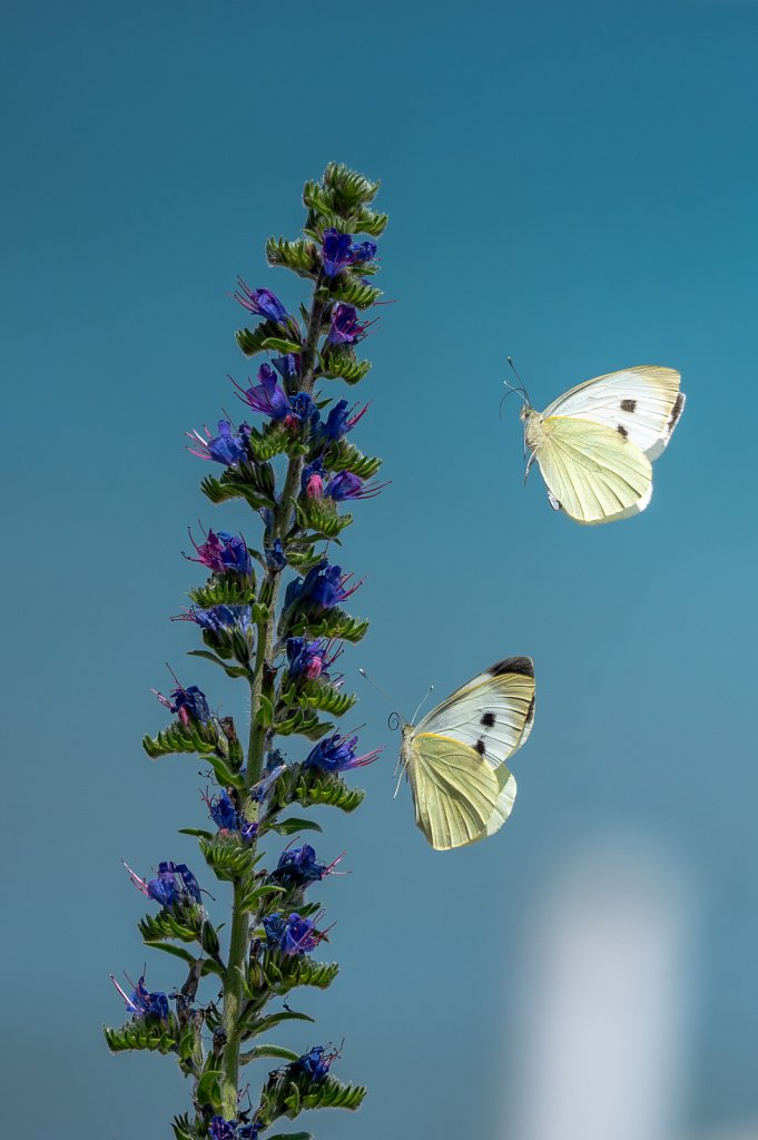 PapillonRe-001.jpg